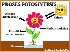 proses-fotosintesis-1-638